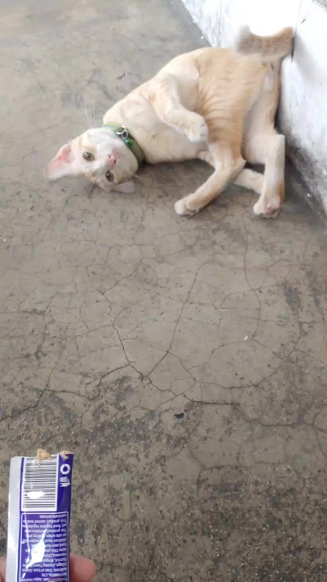 @sny meow🐈