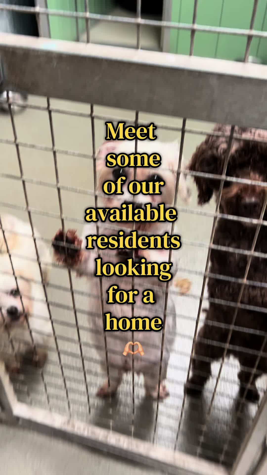 @Many Tears Animal Rescue🐾
