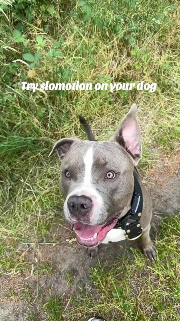@romeo.der.bully