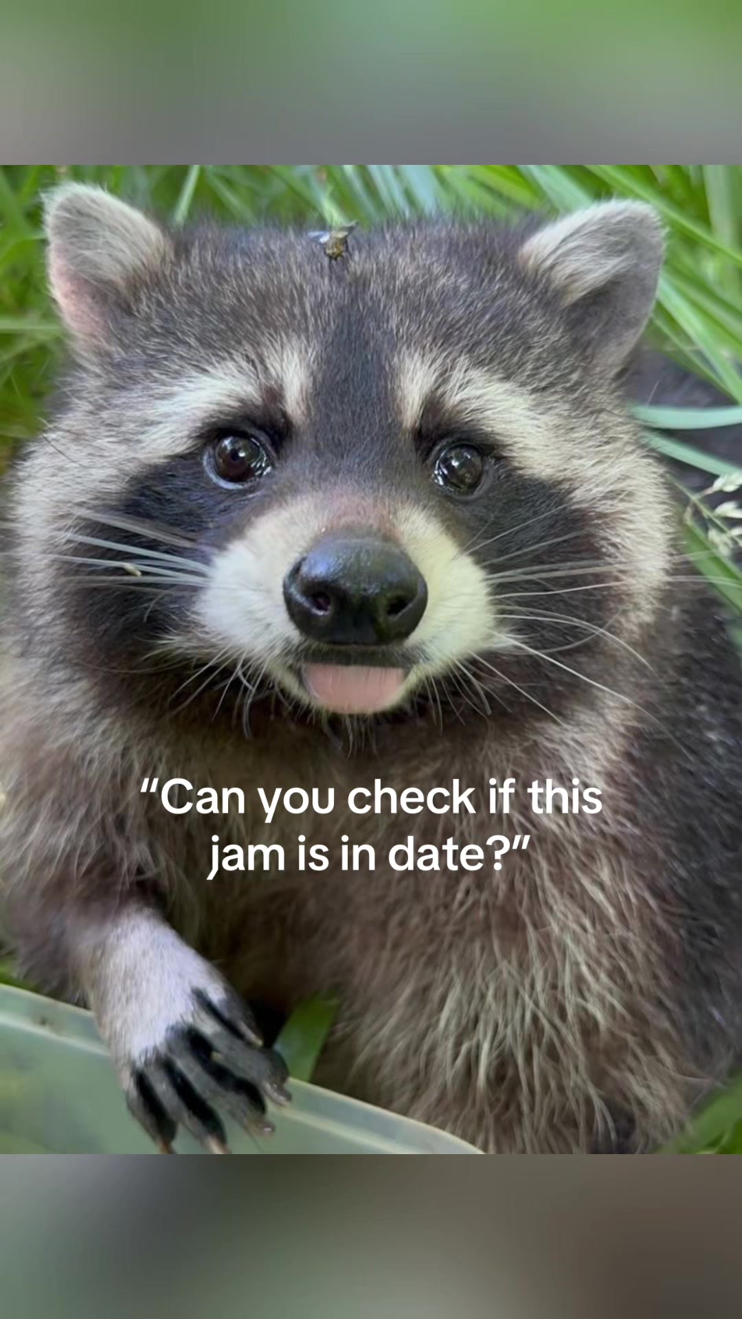 @Raccoon Music Videos