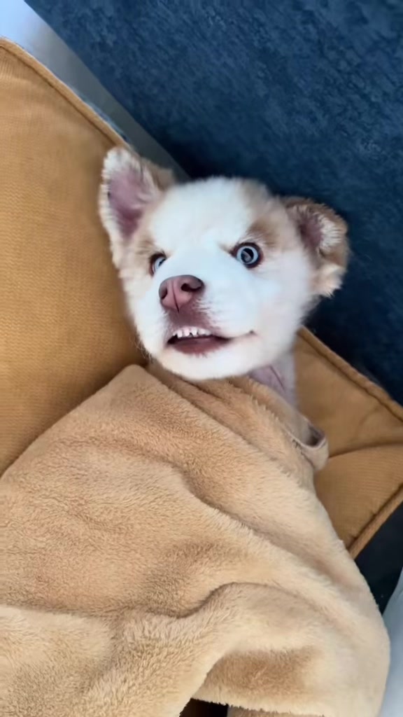 @🐺MiFamiliadehuskies🐾