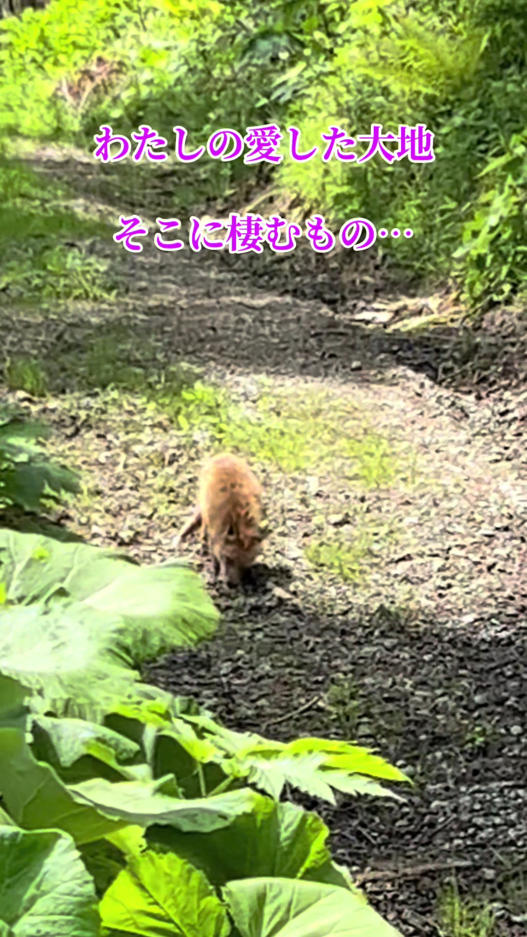 @やけっぱちcomedy改🥑【 TikTok】
