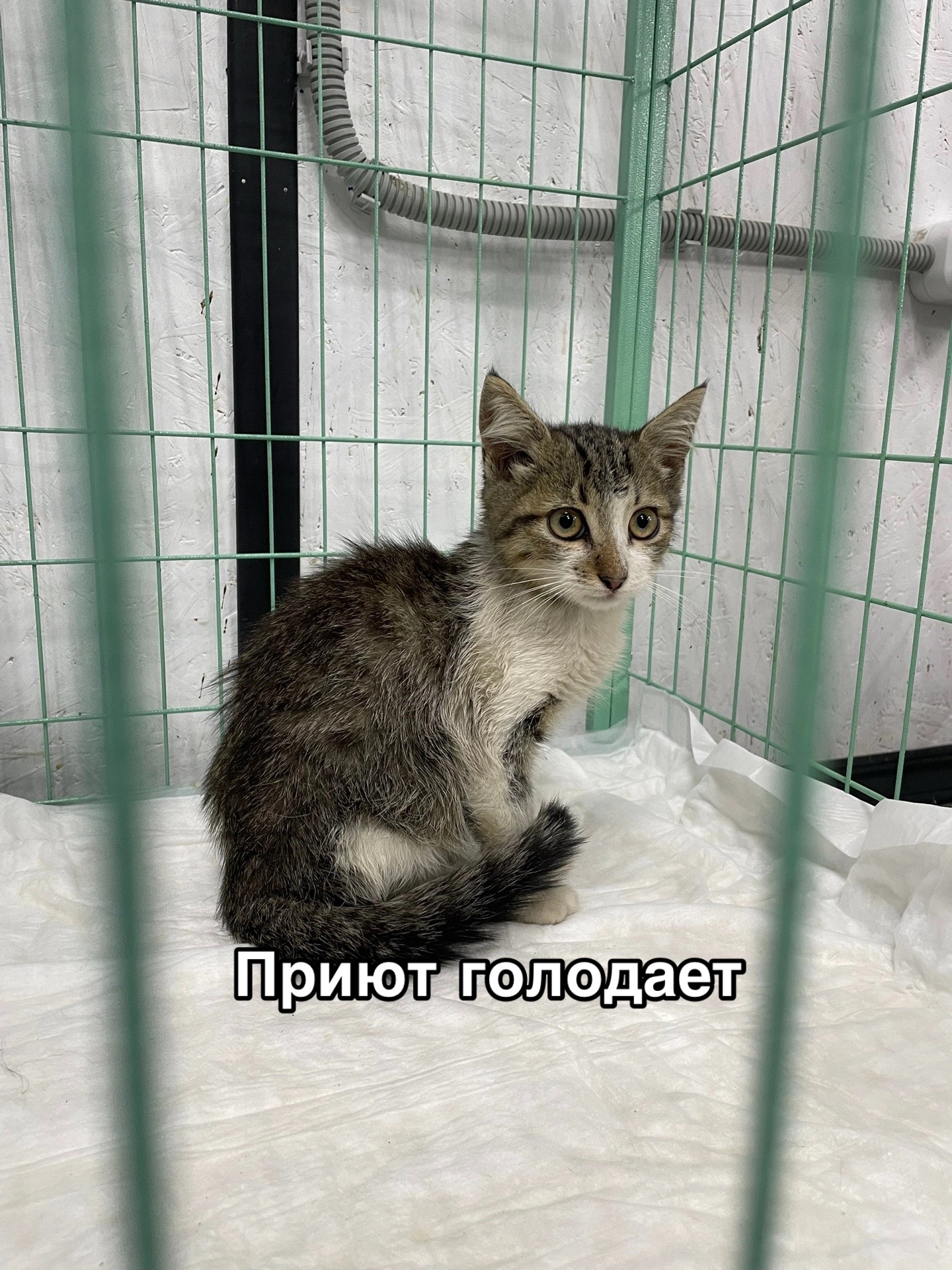 @Приют для животных Потеряшка