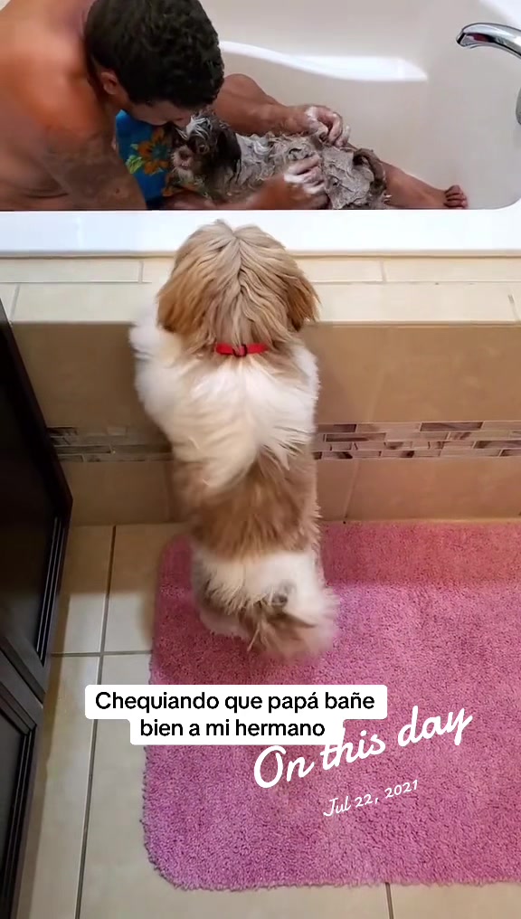 @Oreo & Cookie