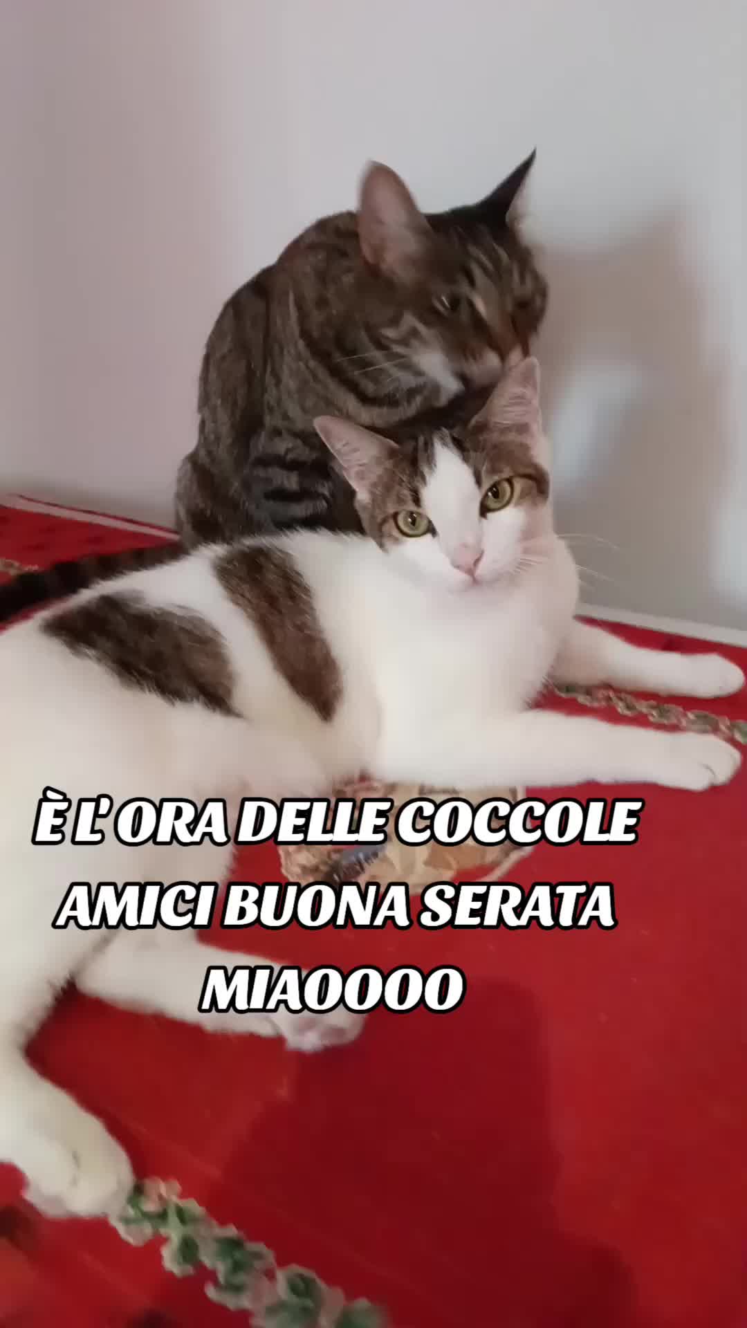 @Francesca Sciurti