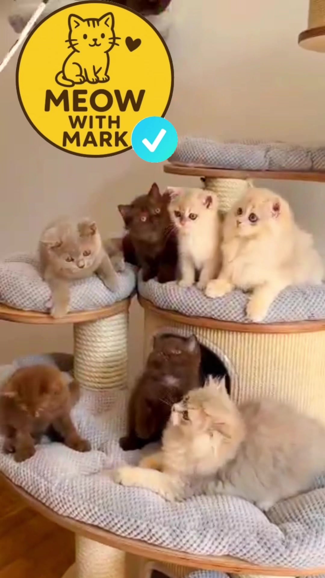 @MEOW with MARK