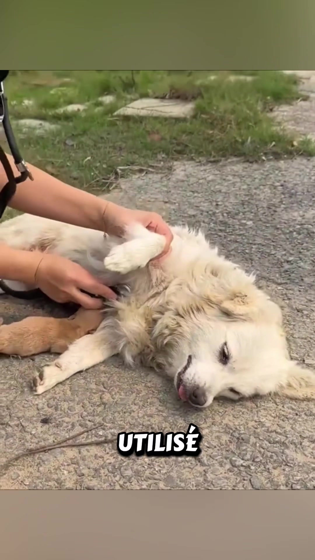 @rescueanimals69