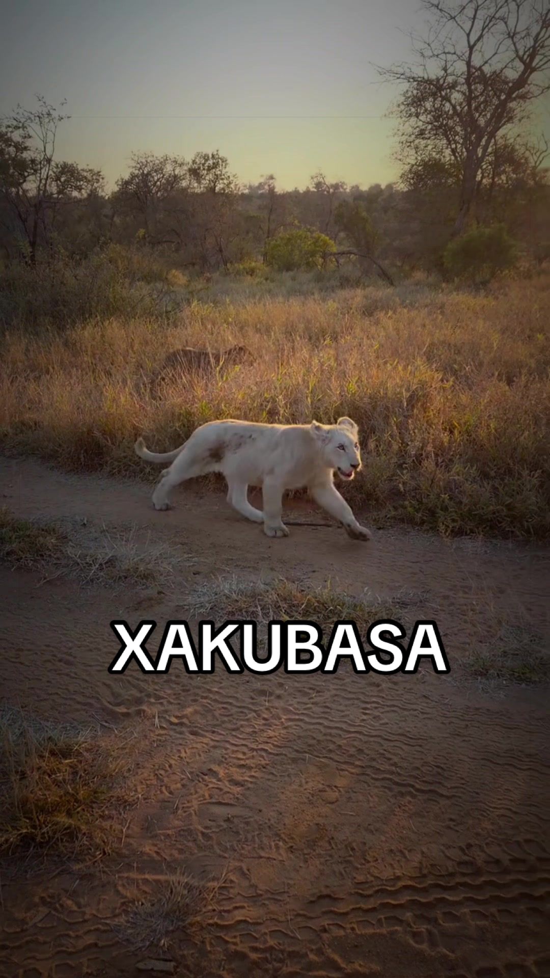@𝓝 𝓪 𝓲 【Lion Expert】
