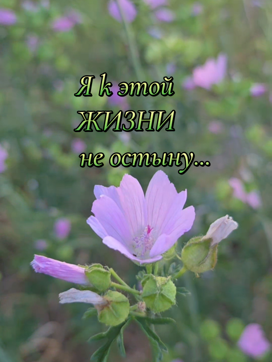 @✨Елена✨
