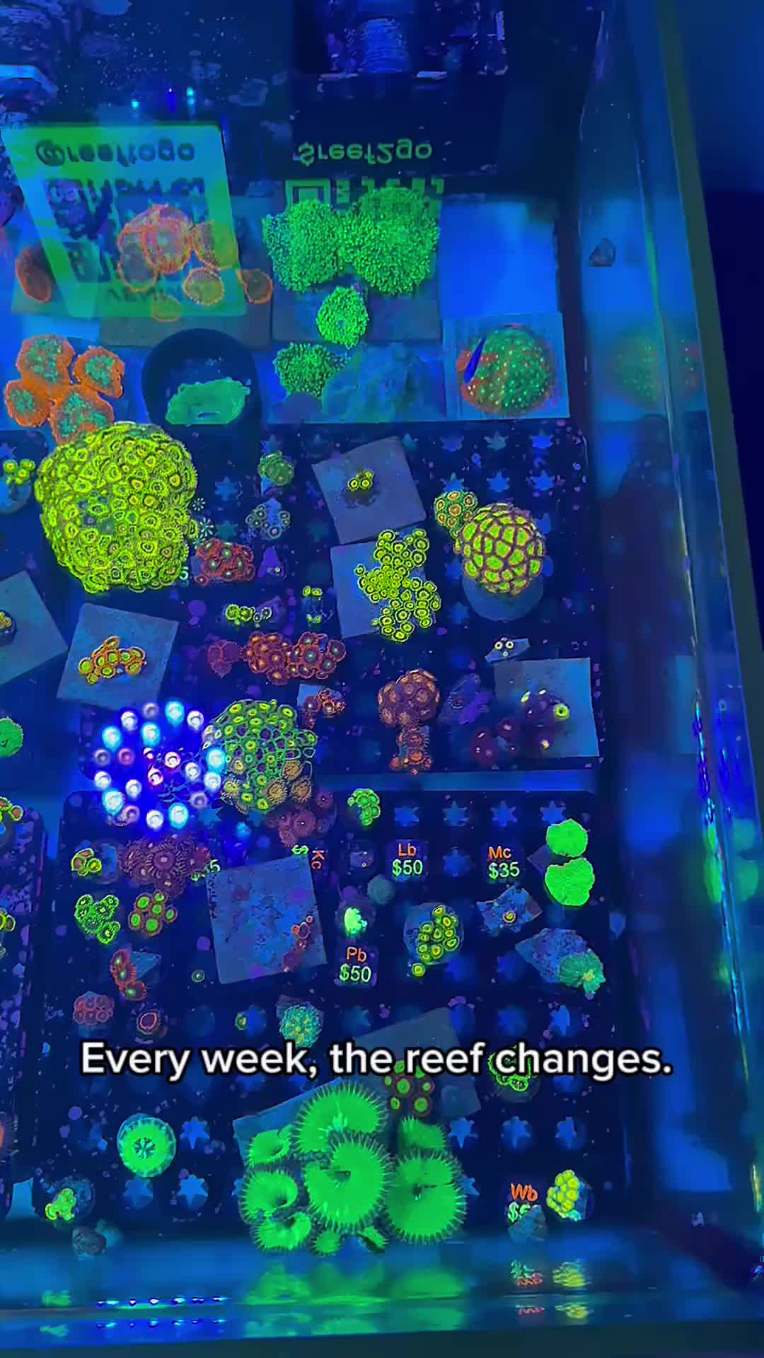 @Reeftogo