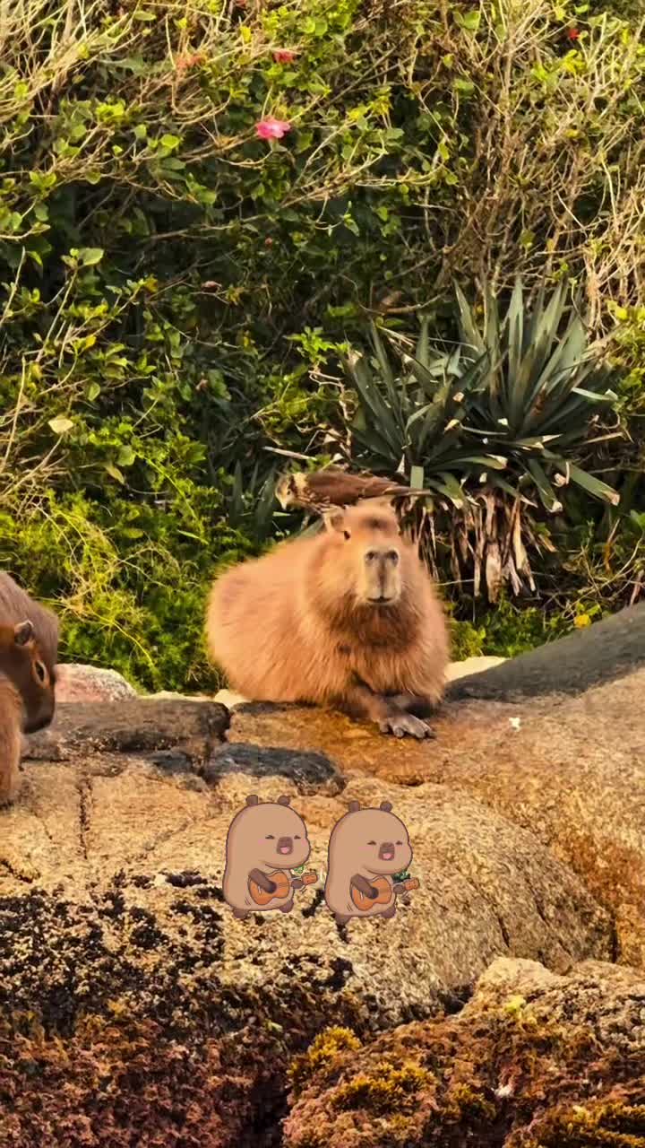 @Capybara CapyFun