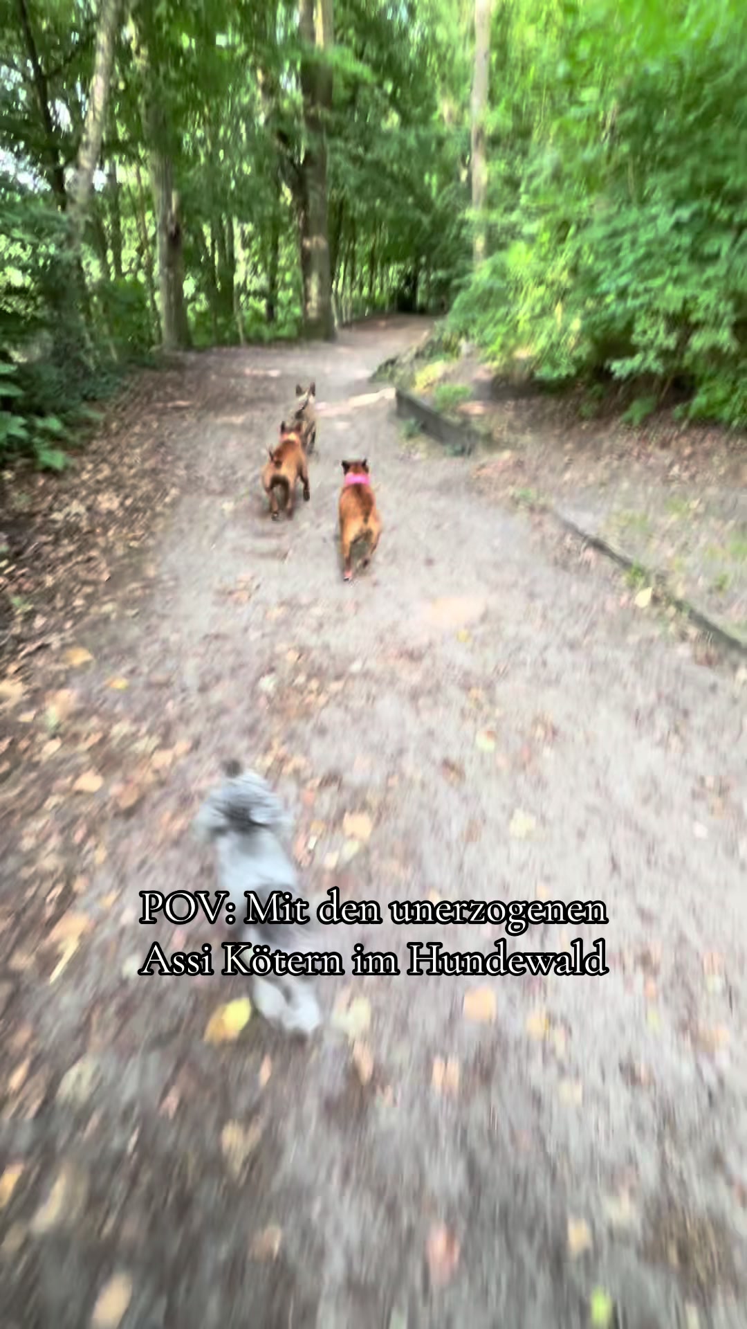 @die.hunde.mafia2