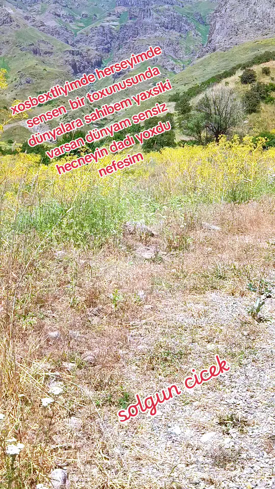 @🥀Solğun &ccedil;i&ccedil;ek🥀