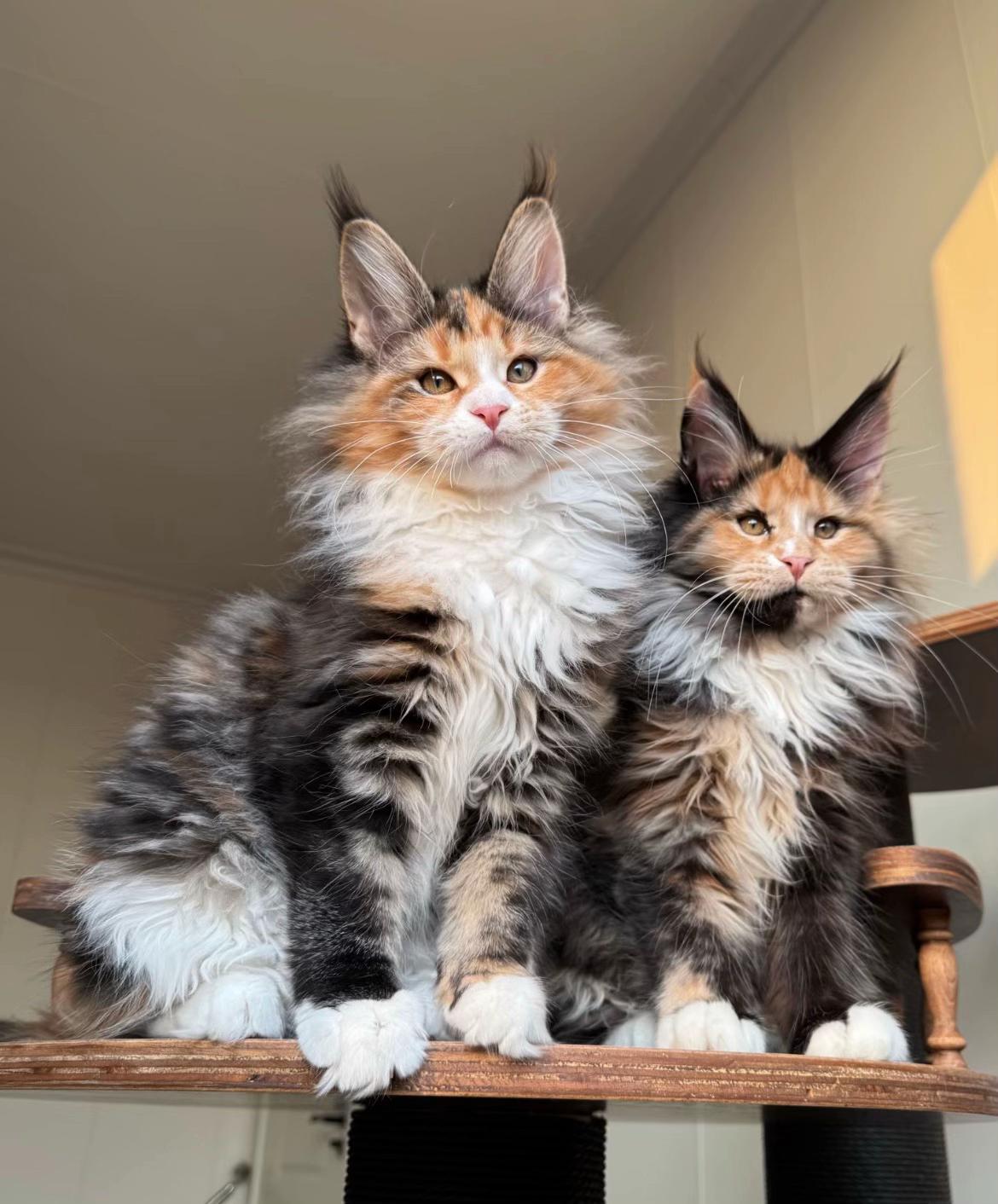 @Majestic Maine Coons 🐾