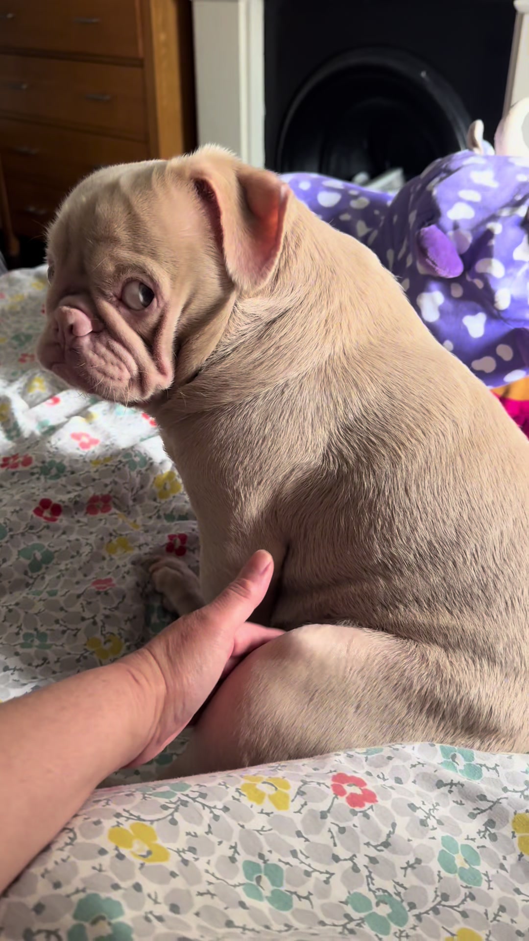 @pinkpugrufus