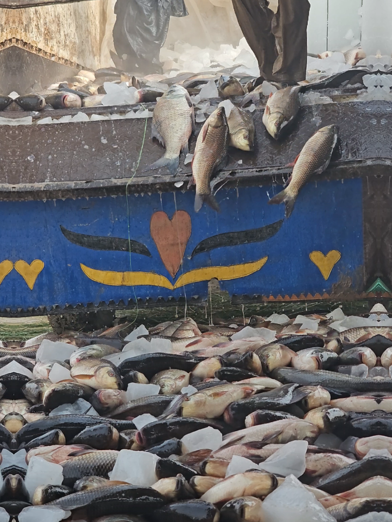 @fish catching video