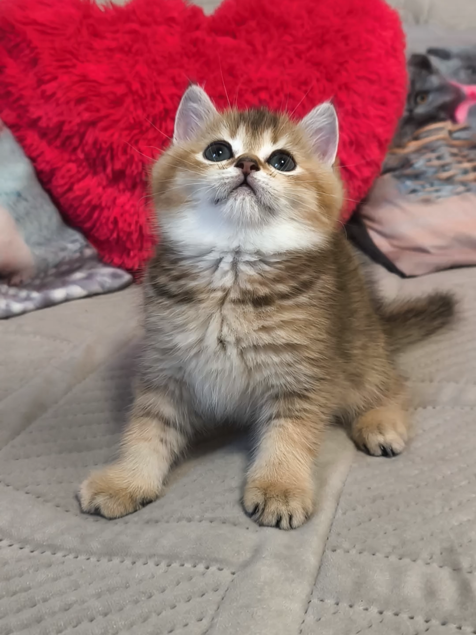 @Кошенята шотландські 😻