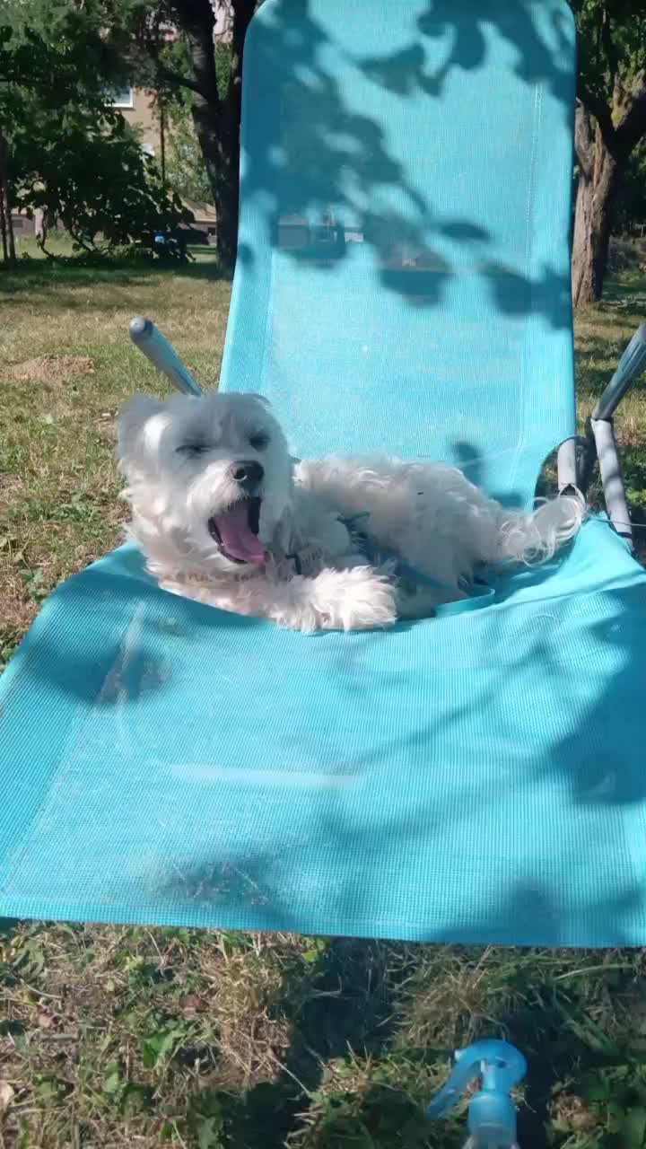 @Benjam&iacute;n🐶