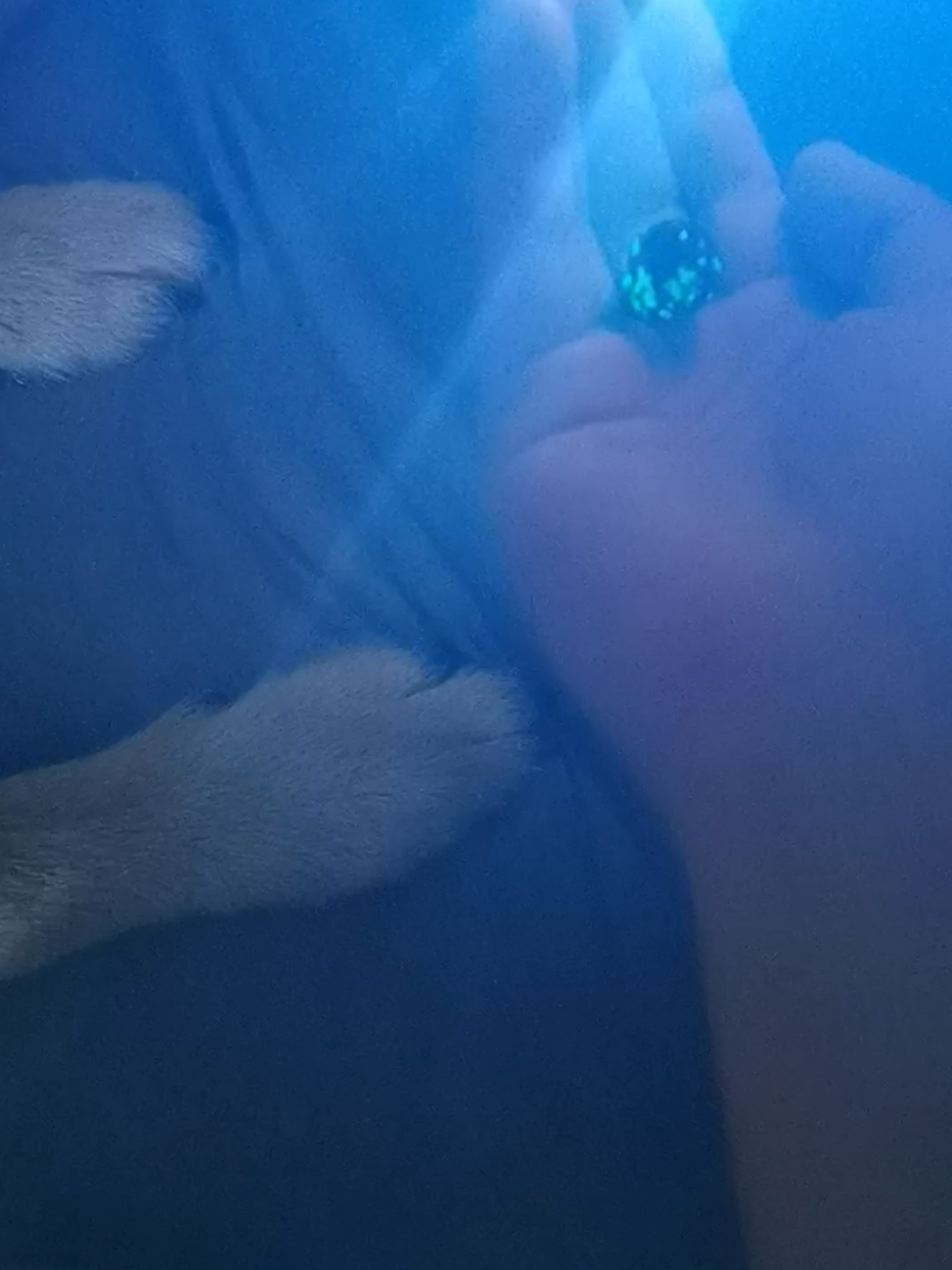 @Ares🐕🐾