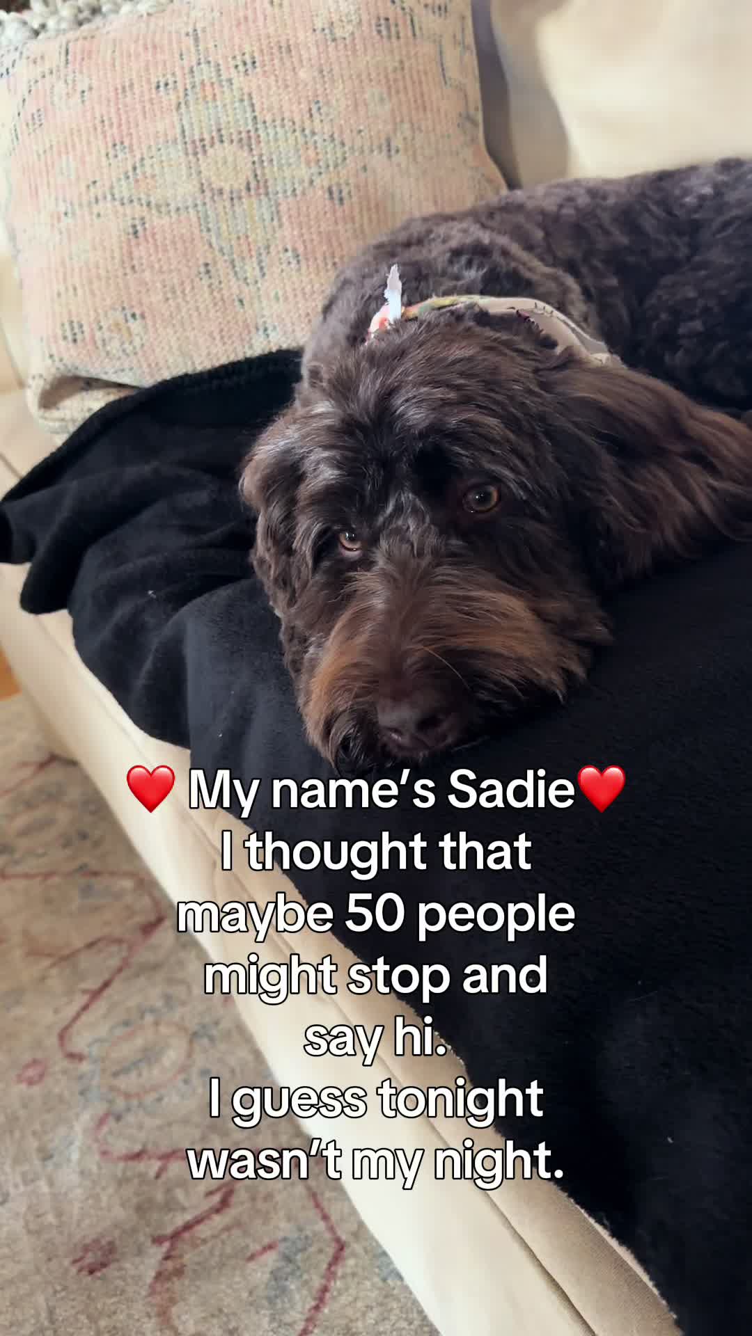 @Sadie the Doodle