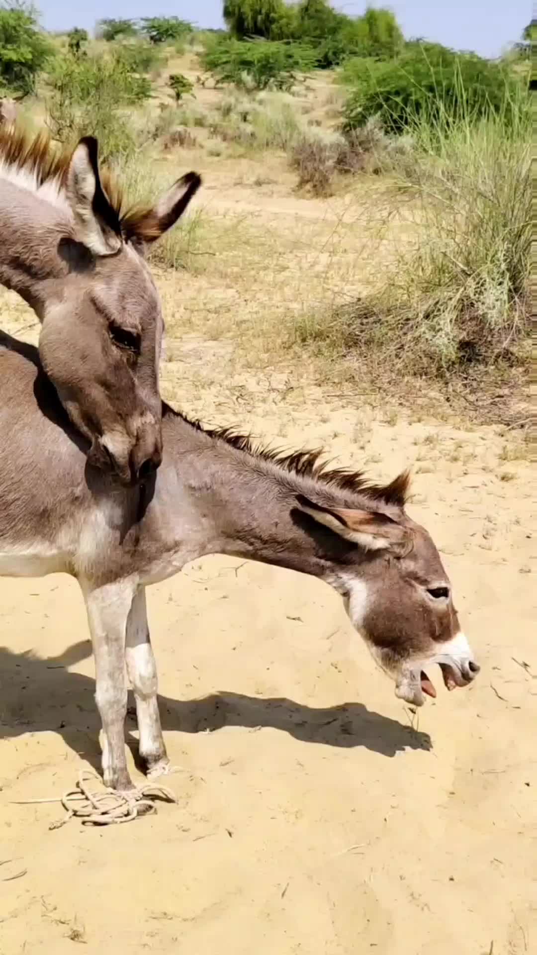 @animals053