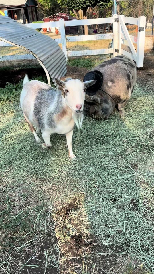 @thewinstonthepig