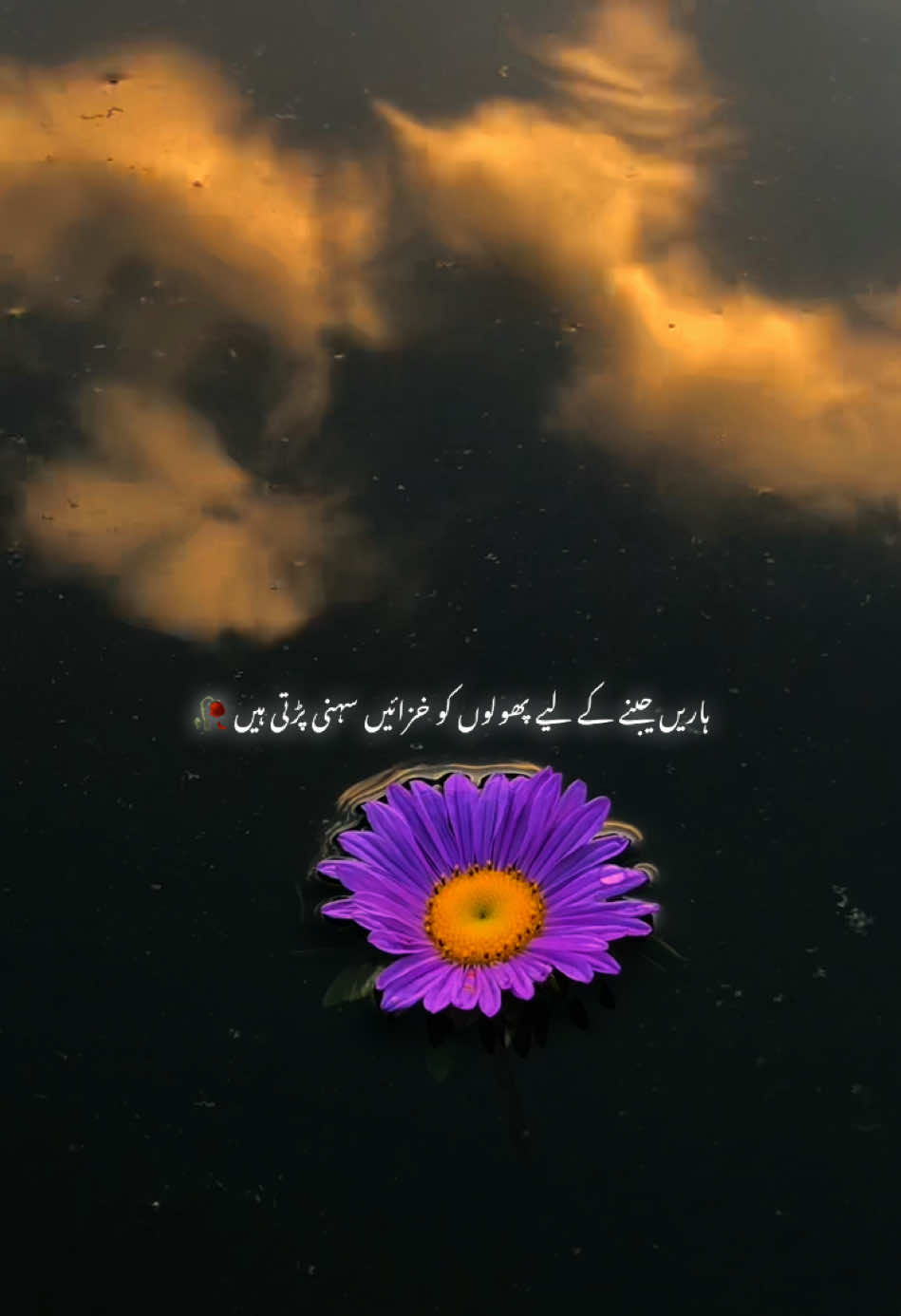 @anisthetics__1