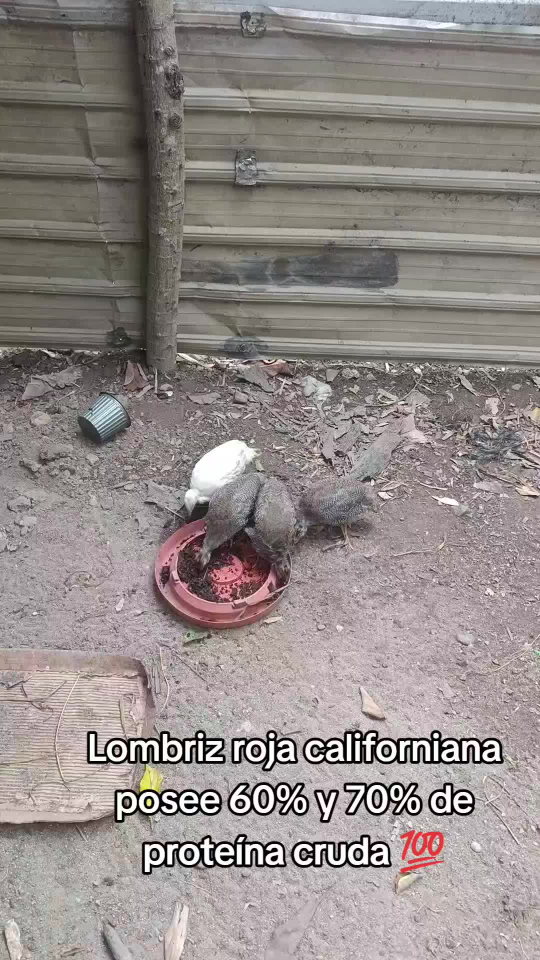 @Iv&aacute;n ft