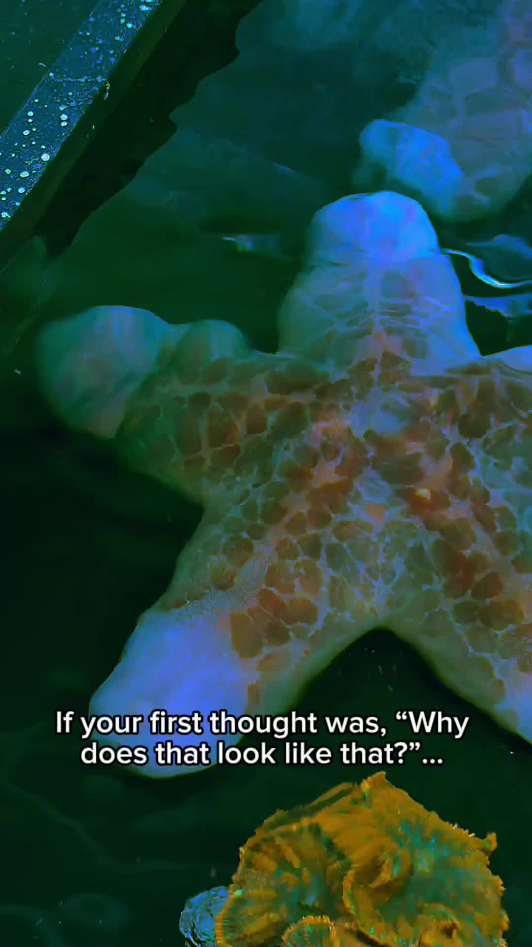 @Reeftogo
