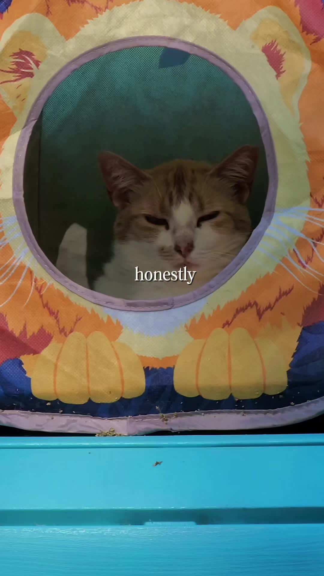 @Kitty Sanctuary