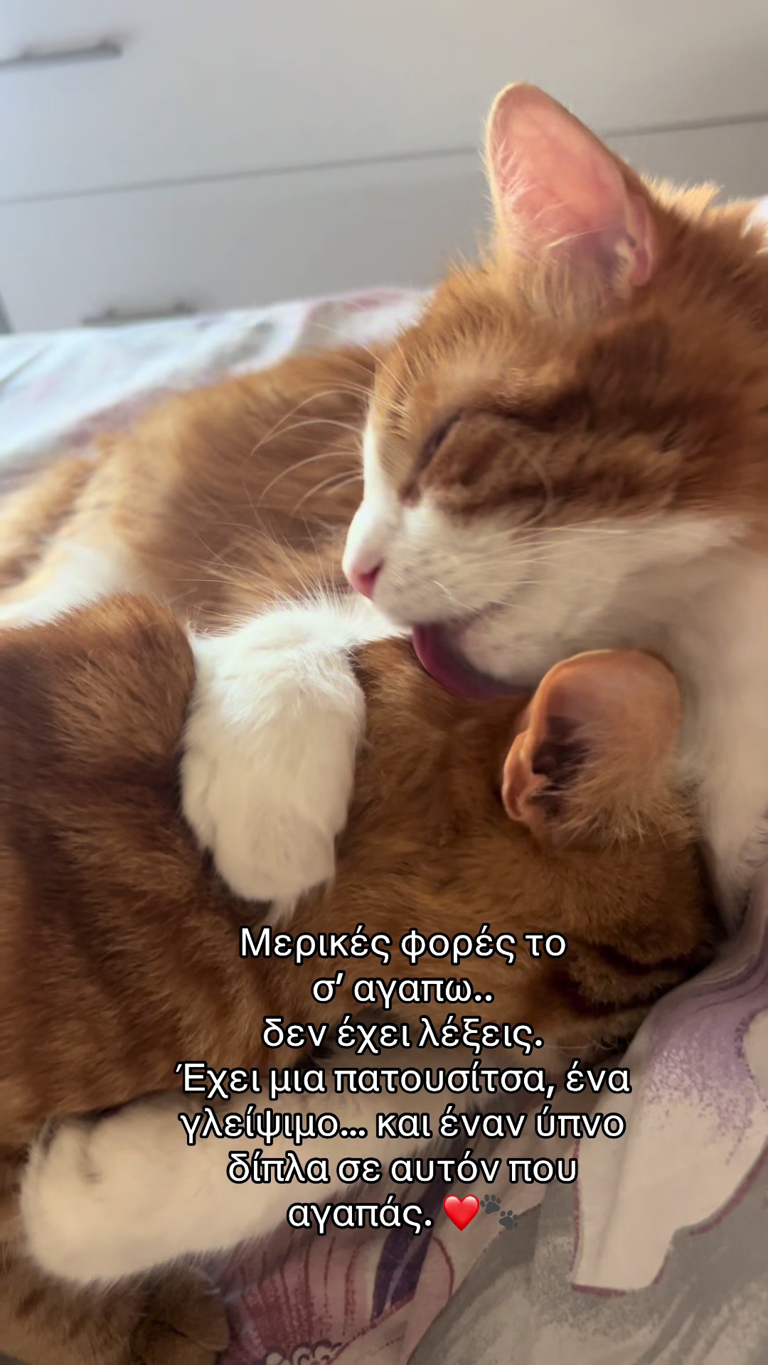 @&Phi;&alpha;&nu;&omicron;ύ&rho;&eta;&sigmaf; ❤️🐈