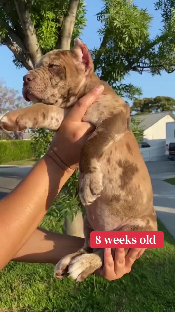 @Heart Land Cane Corso kennels