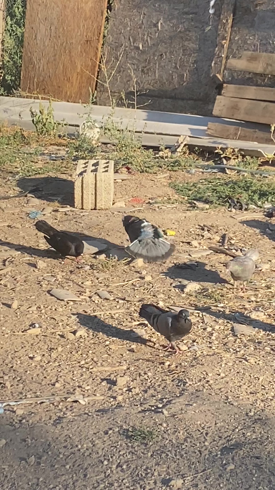 @Miro dolap&ccedil;ıları
