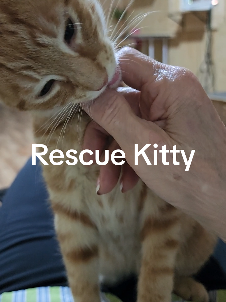 @Kitty Sanctuary