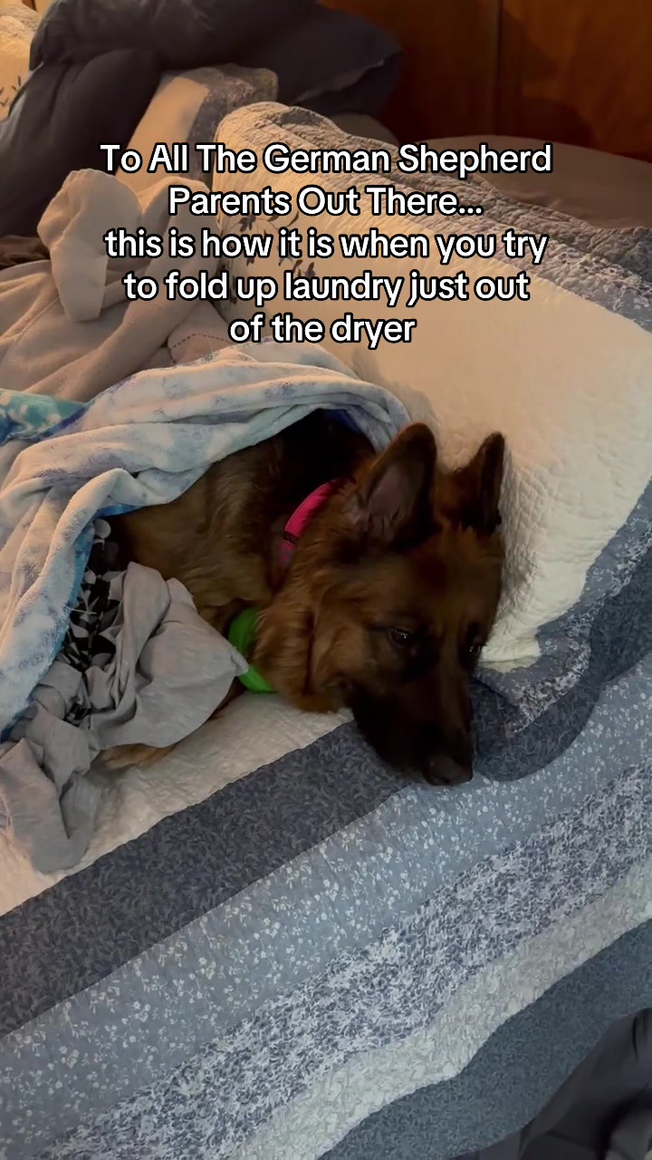@ksdoggos
