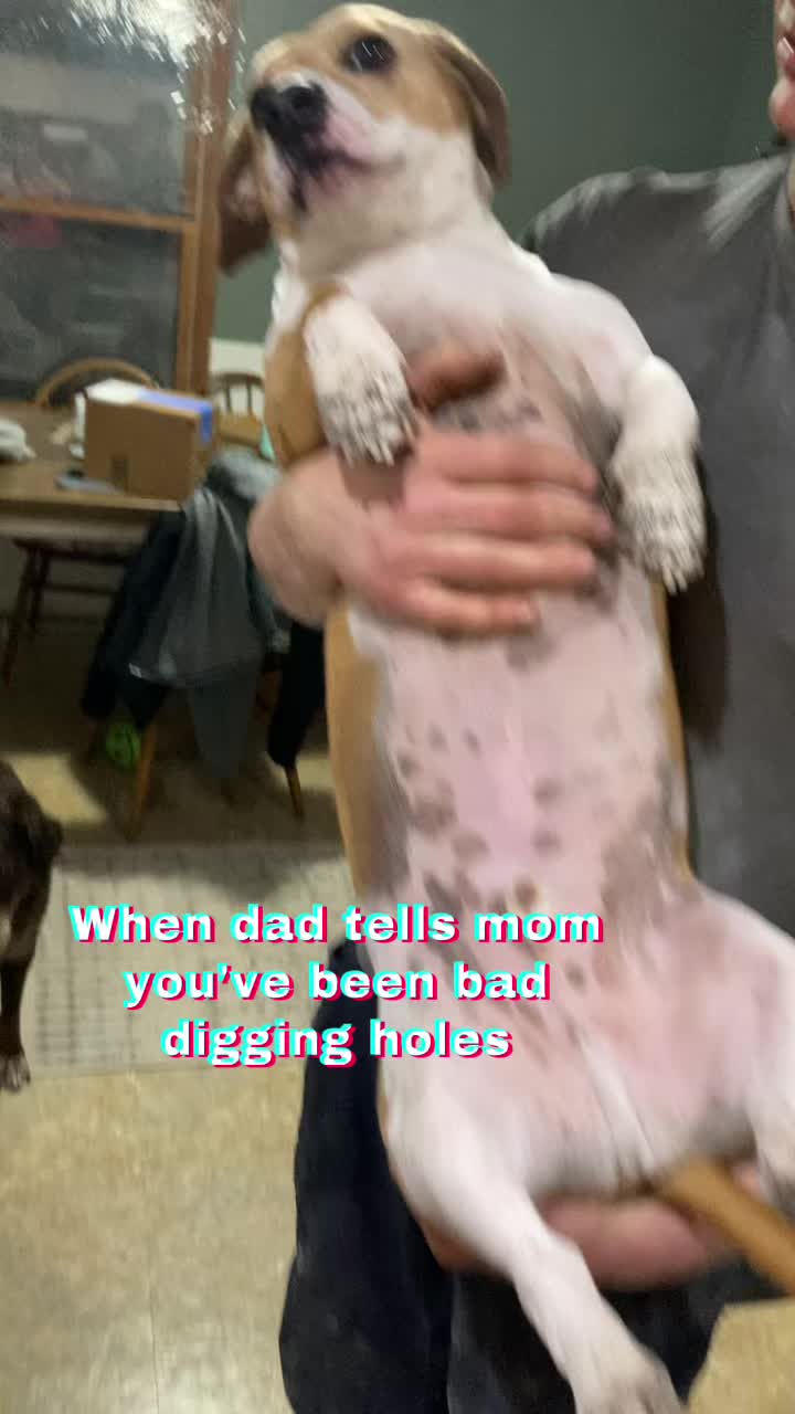 @You Me & The Dogs