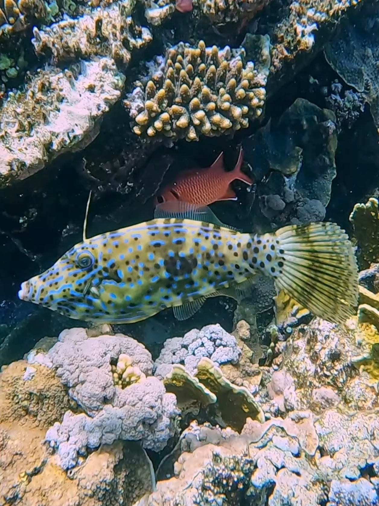 @Our Underwater Universe