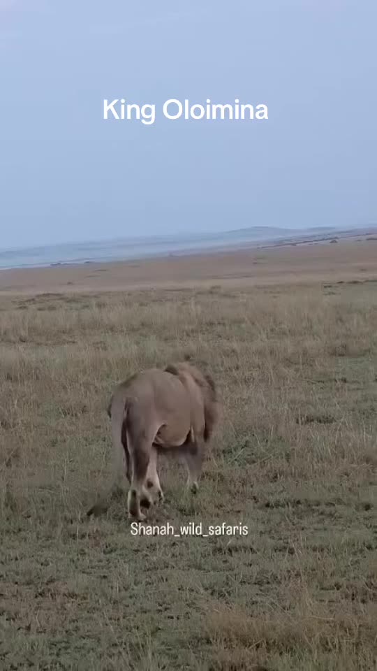 @lion_world5