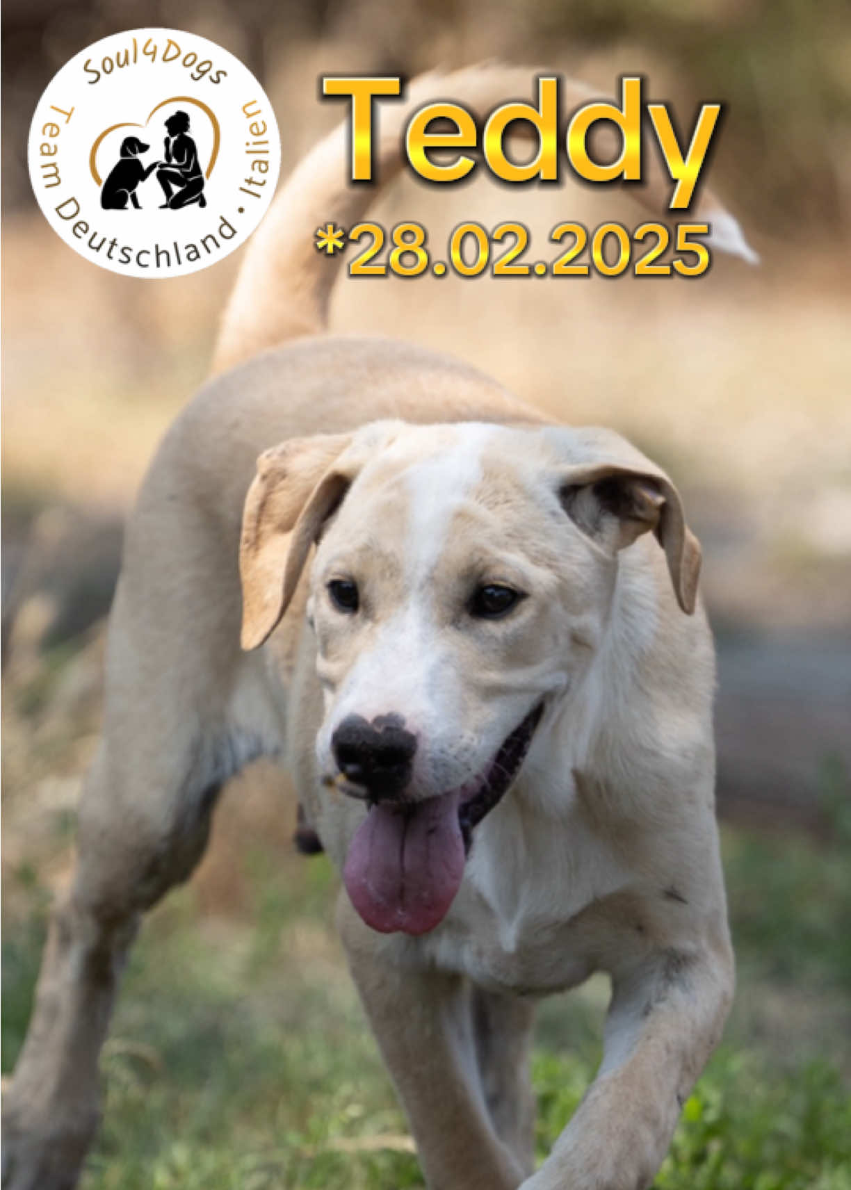 @soul4dogs