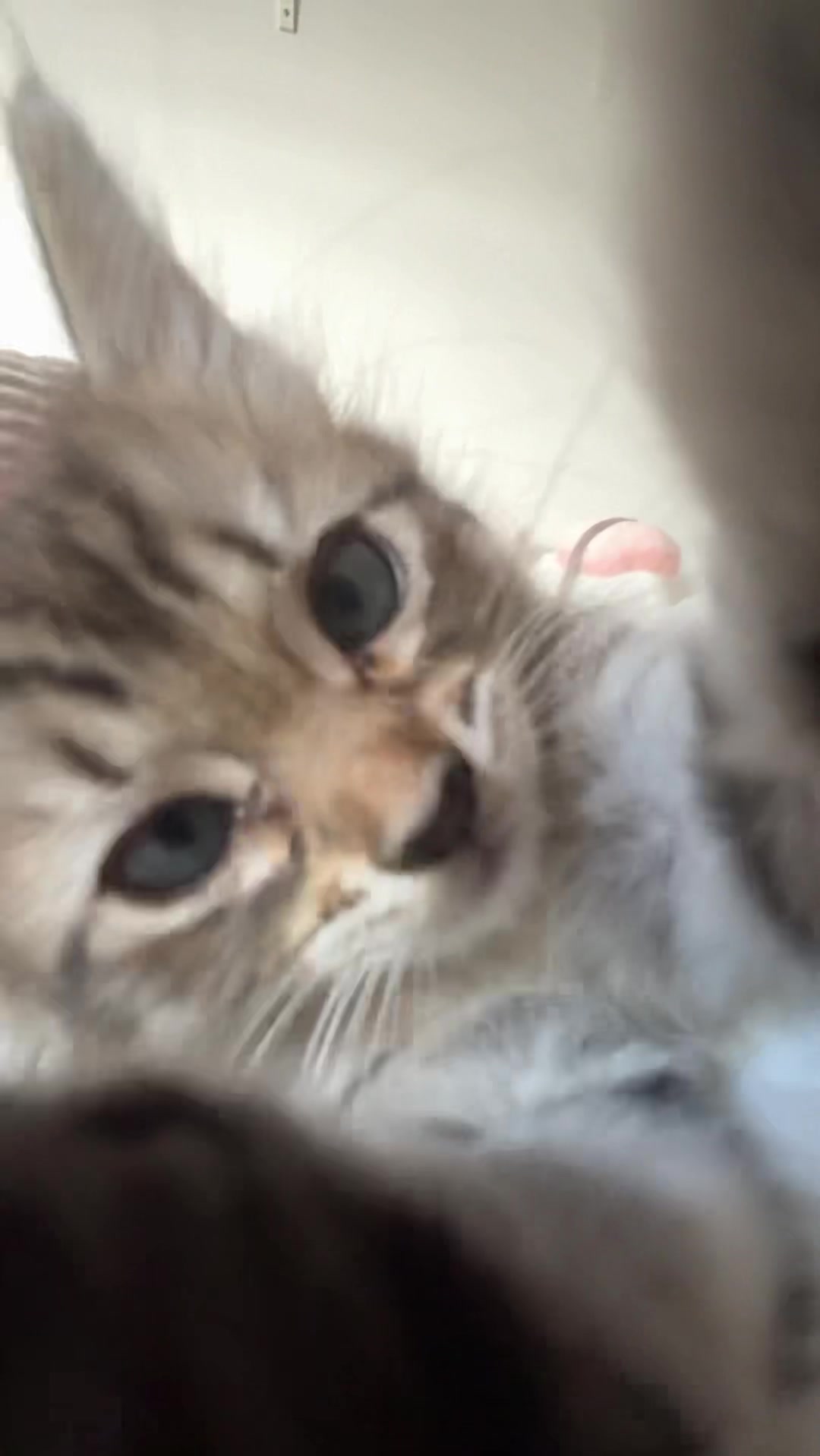 @Mia kittens