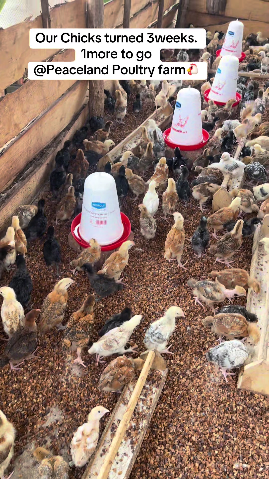 @Peaceland Poultry Farm🐔🐣🐓