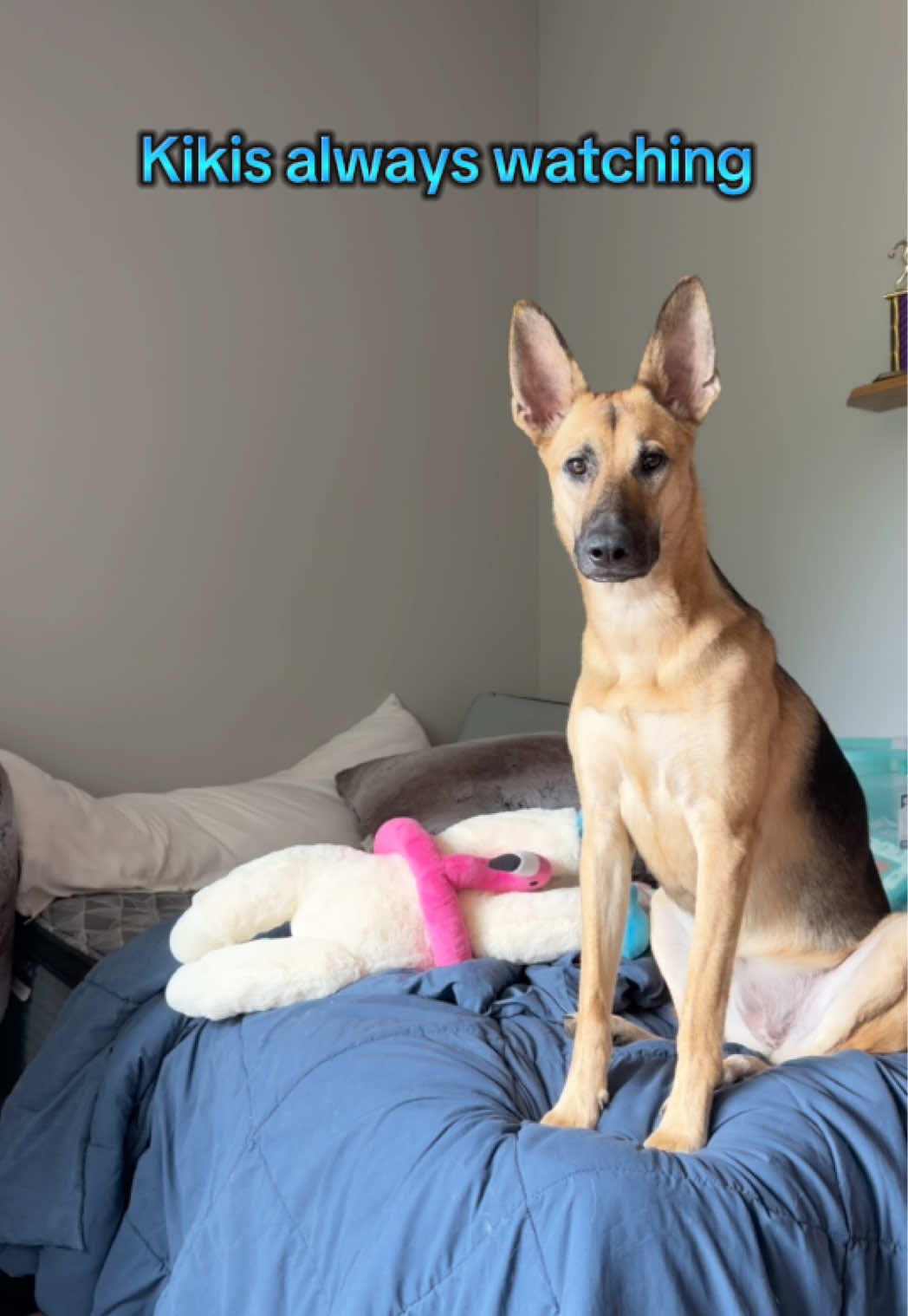@Kiki.GSD