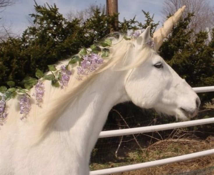 @𝐮𝐧𝐢𝐜𝐨𝐫𝐧🦄