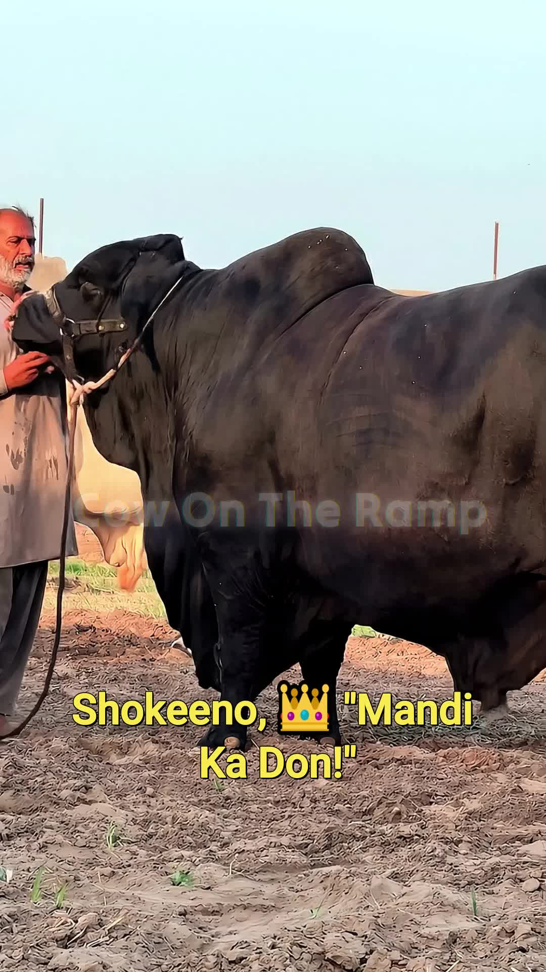 @Cow On The Ramp