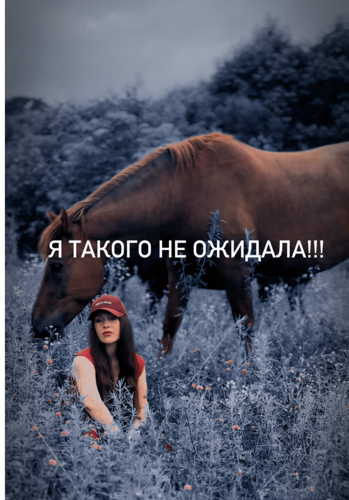 @Вера/лошади/обучение лошадей