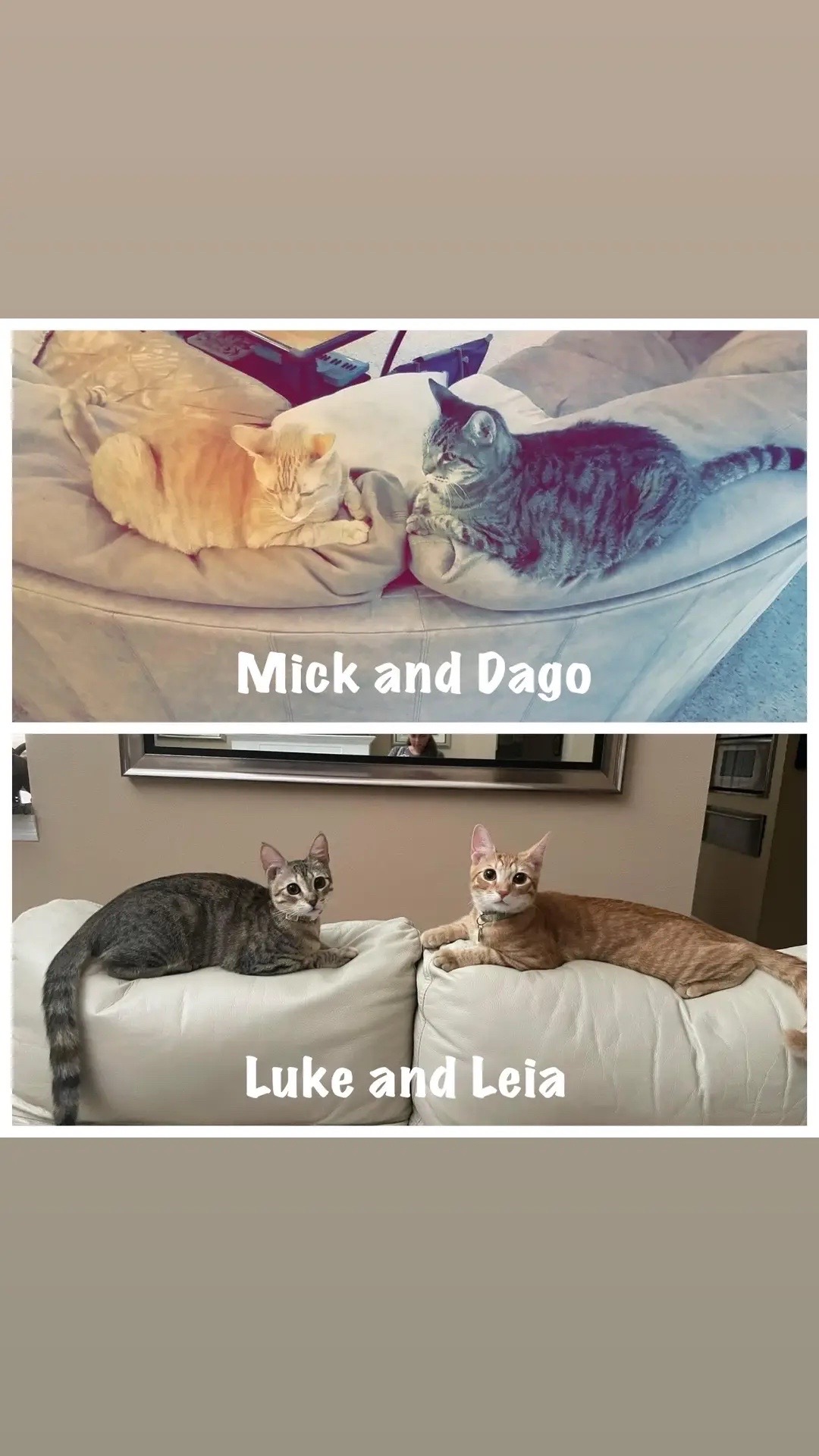 @Luke & Leia Catwalker