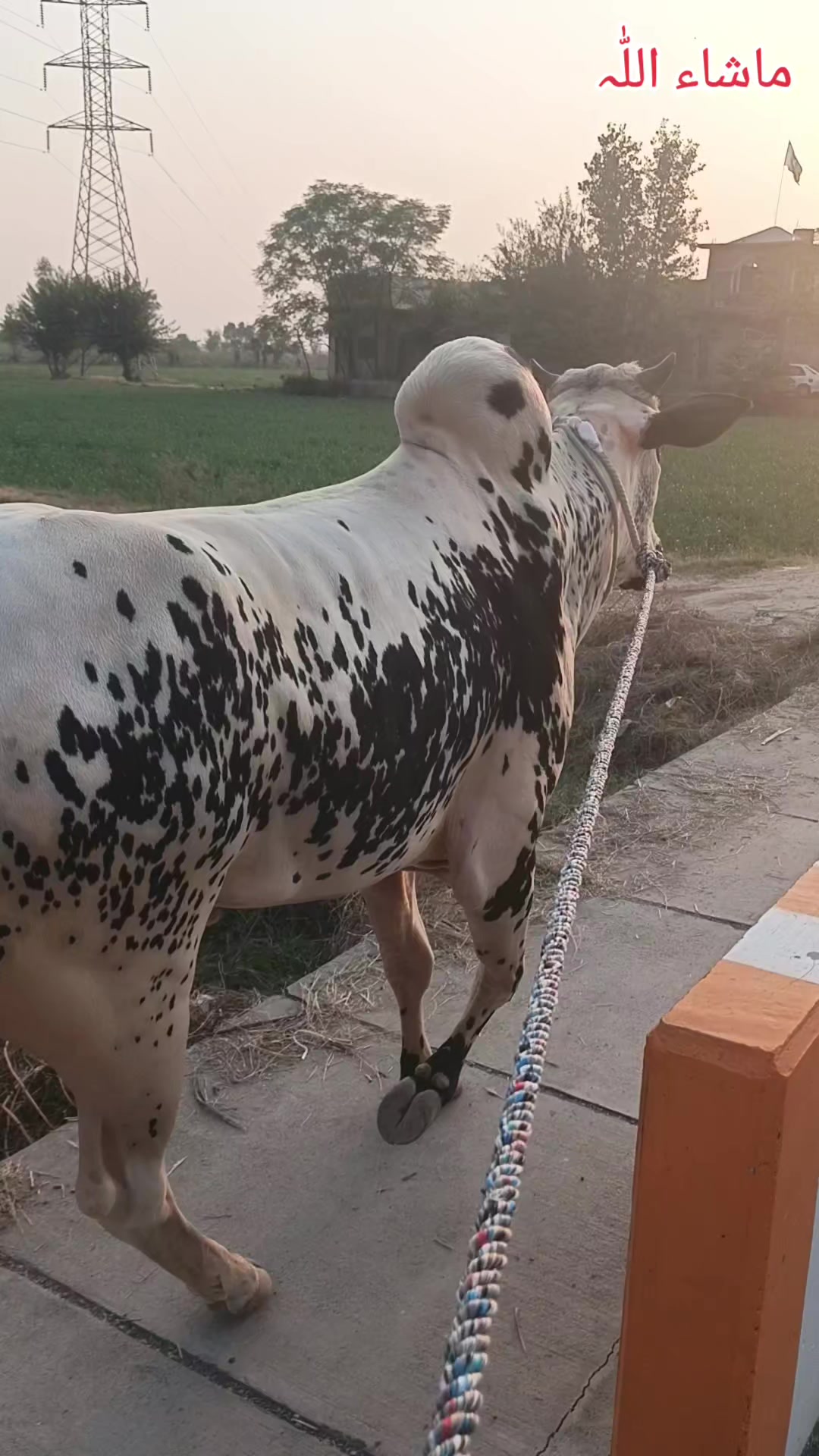 @ایا ڈنگی الہ