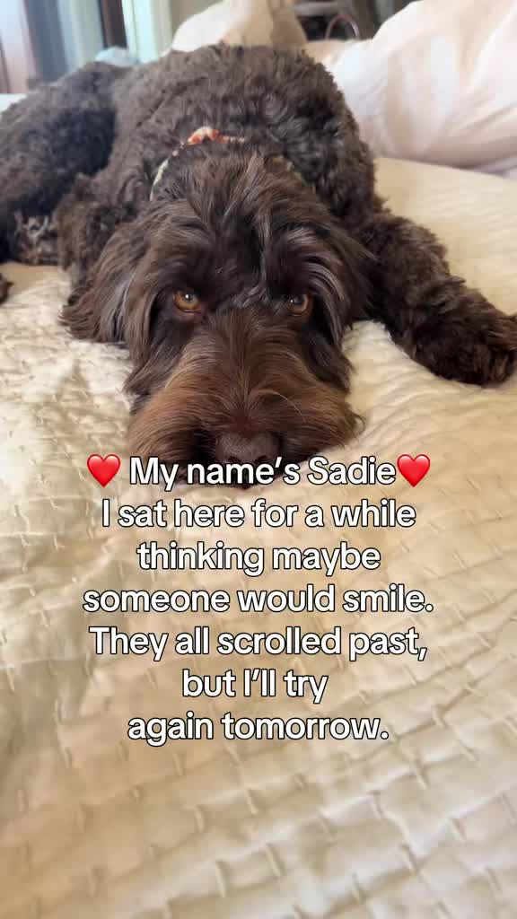 @Sadie the Doodle