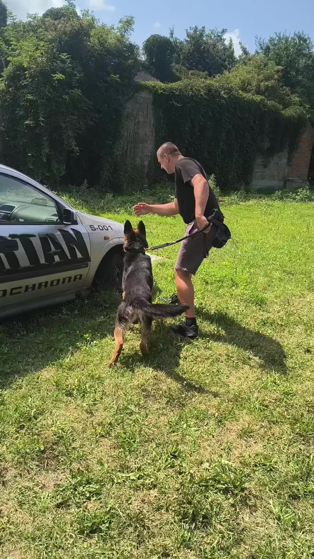 @K9 Working Wolf