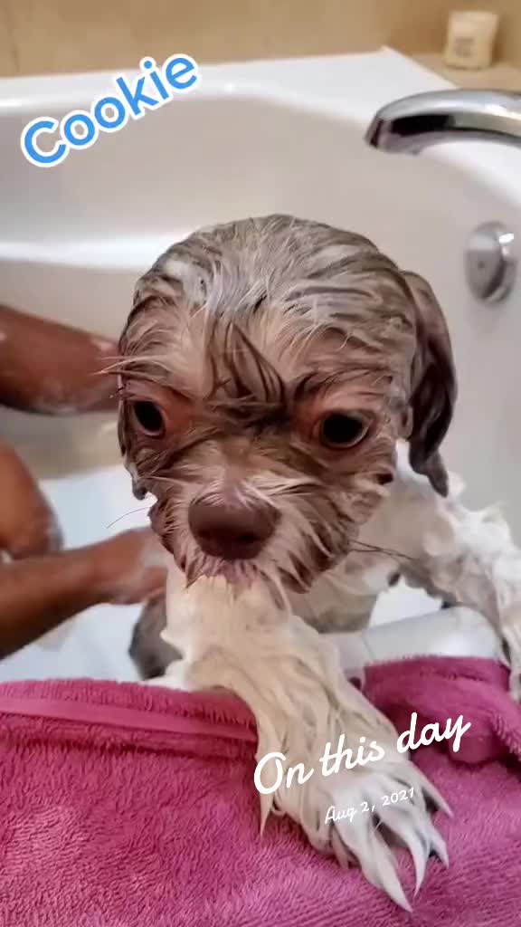 @Oreo & Cookie